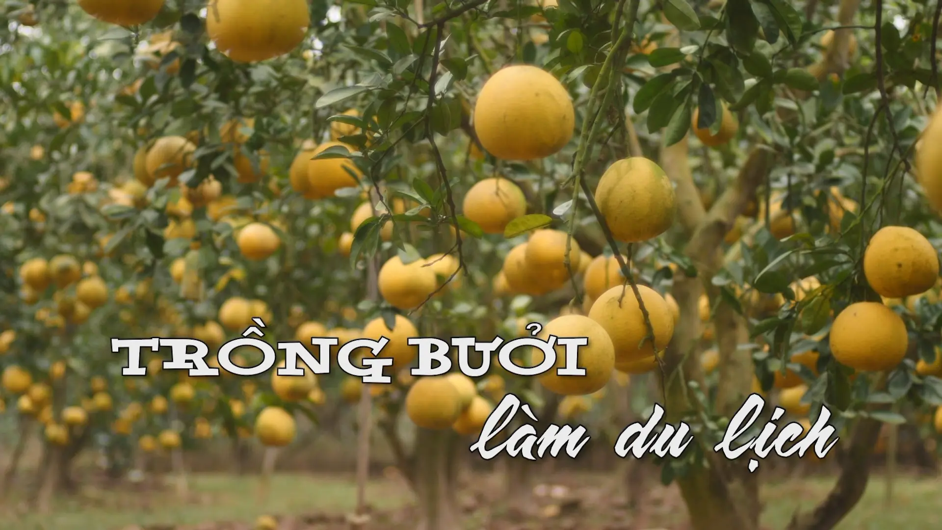 Trồng bưởi làm du lịch | Nhịp sống Hà Nội | 25/12/2025